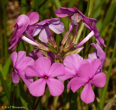 {Phlox glaberrima}